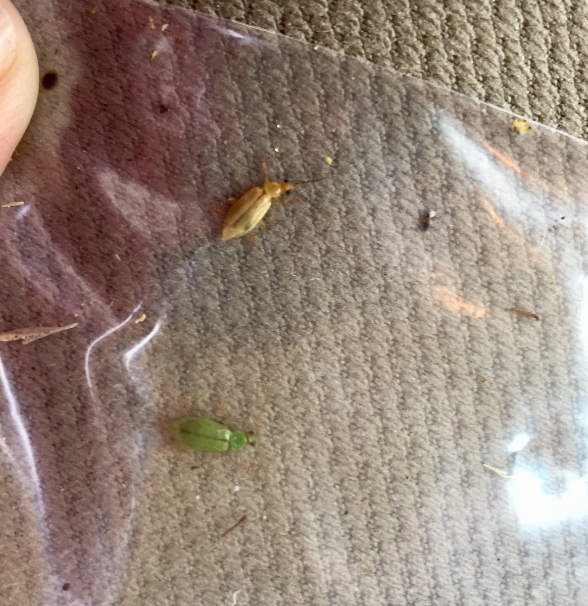 ✔️Ford, Iroquois and Livingston counties
✔️Finally found rootworms...#northerncornrootworms that is