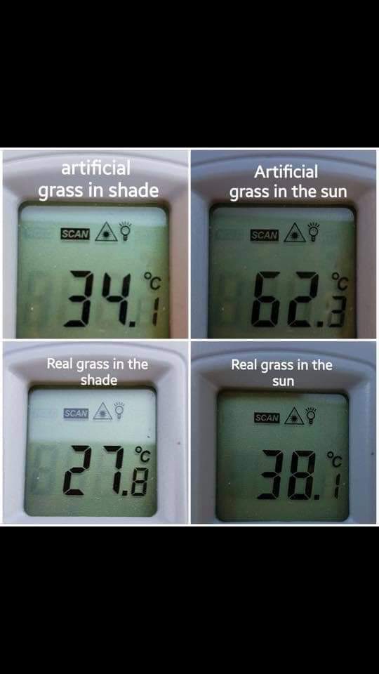 Beware artificial grass. So much hotter for #dogs #staffy