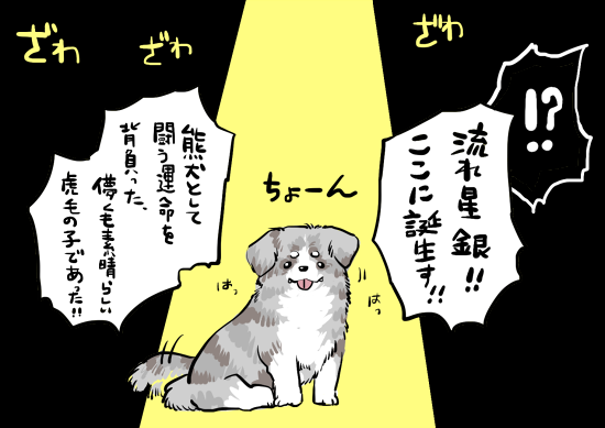 秋田犬 虎毛 銀色 24 秋田犬 虎毛 銀色 Okepict4doy