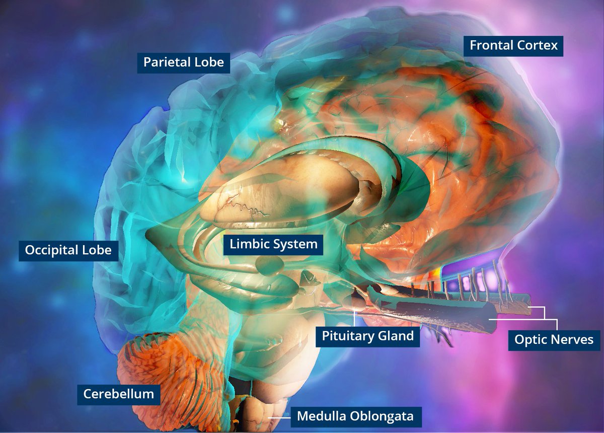 ClinicalTools's tweet photo. We’re presenting “#VR Headsets Can Take #Learners Inside the #Brain” @SeriousPlayConf – 1:15PM, FAMU Room 253 (Prototyping/Modeling & Simulation). Explore the brain from a 1st-person perspective! Experience pathway activation by following signals. #VRBrainExploration https://t.co/rUeW5JUhaF