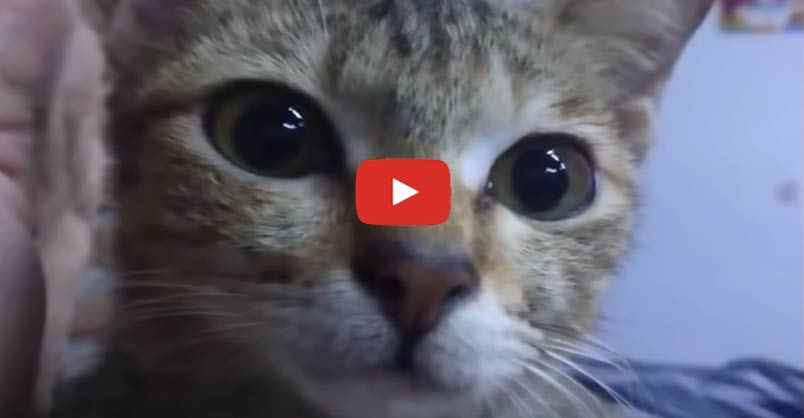 Animation_Press's tweet image. Cat Destroys Owner's Earphones And Brings Back Snake To Apologise Here's a sweet kitty that does her best to make up for a mistake she made... CLICK to watch &amp;gt; bit.ly/2Ht8NaP?utm_ca…