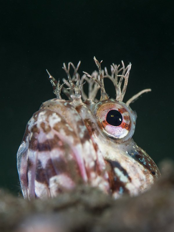 KateVylet's tweet photo. Peeking over its crevice fence, the yellowfin #fringehead (Neoclinus stephensae) always keeps a sharp eye on its neighborhood.

I've been on a wide-angle kick lately so here's this cutie to bring back the fringehead and restore the macro balance. https://t.co/9RMshAm0D4