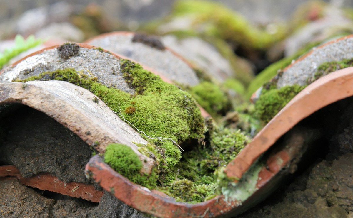 Removing moss and debris from your roof tiles can greatly improve the lifespan of your roof, so seize the dry weather and clean your roof tiles this weekend! bit.ly/2SDx55W #diy #roofing