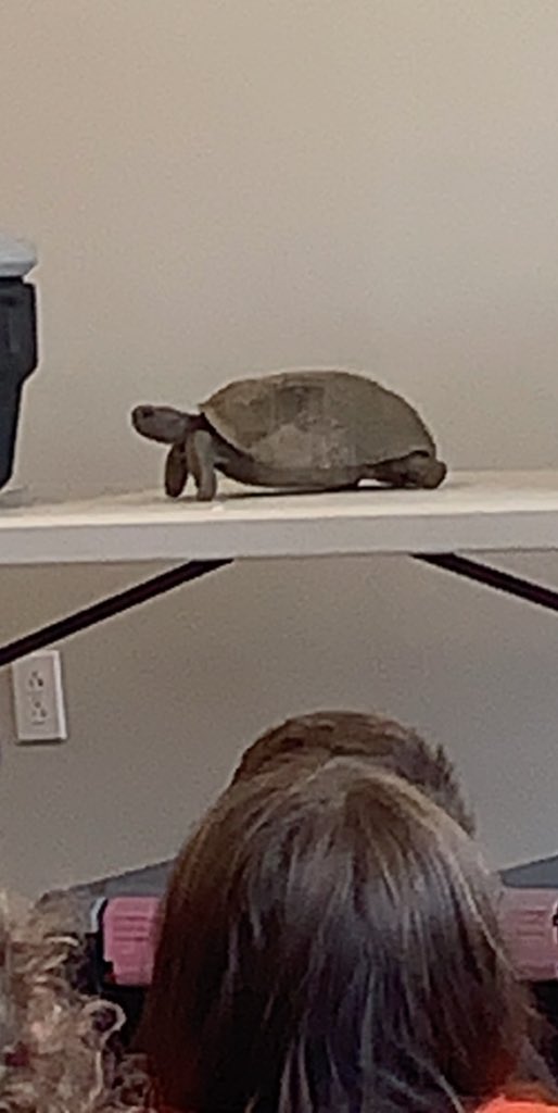LPS_Summer's tweet photo. Check out these animals! https://t.co/3BFjZfOuf5