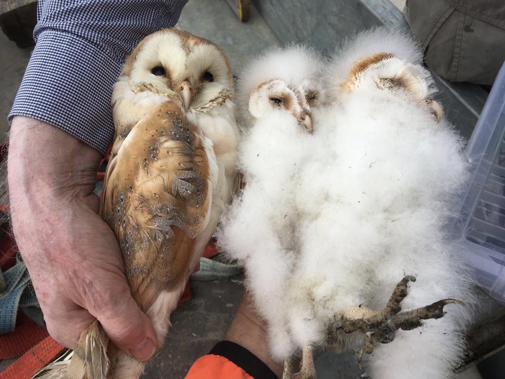 DysonFarming's tweet photo. “The results are in”our nest boxes have produced &amp; as promised here are the stats. 🦉🦉🐣🐥
61 Barn owl chicks.
18 little owl chicks.
2 Tawny owl chicks.
43 kestrel chicks.
3 Marsh Harrier chicks. 
Ringed and recorded across our farms in Lincolnshire by the amazing Barn Owl Bob. https://t.co/VBAuxGTzDz