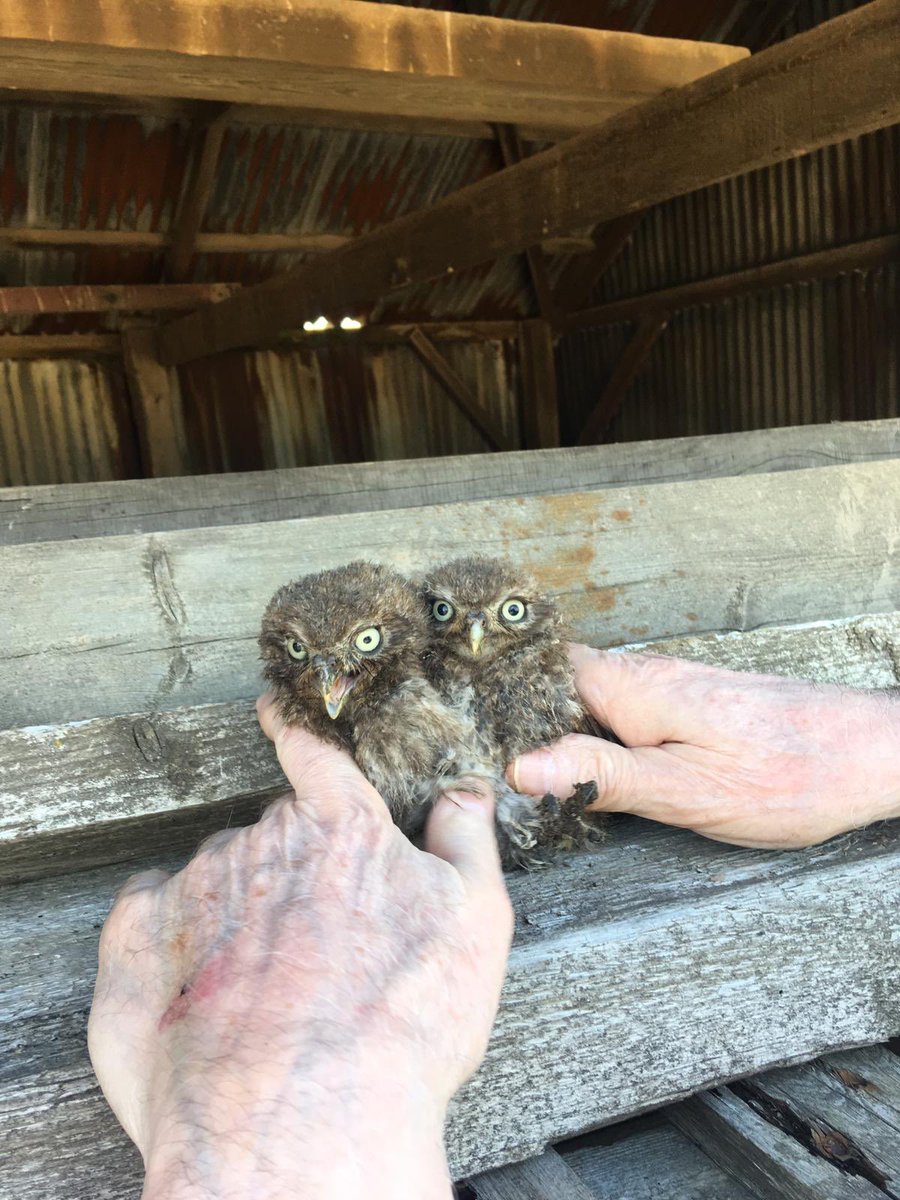 DysonFarming's tweet photo. “The results are in”our nest boxes have produced &amp; as promised here are the stats. 🦉🦉🐣🐥
61 Barn owl chicks.
18 little owl chicks.
2 Tawny owl chicks.
43 kestrel chicks.
3 Marsh Harrier chicks. 
Ringed and recorded across our farms in Lincolnshire by the amazing Barn Owl Bob. https://t.co/VBAuxGTzDz