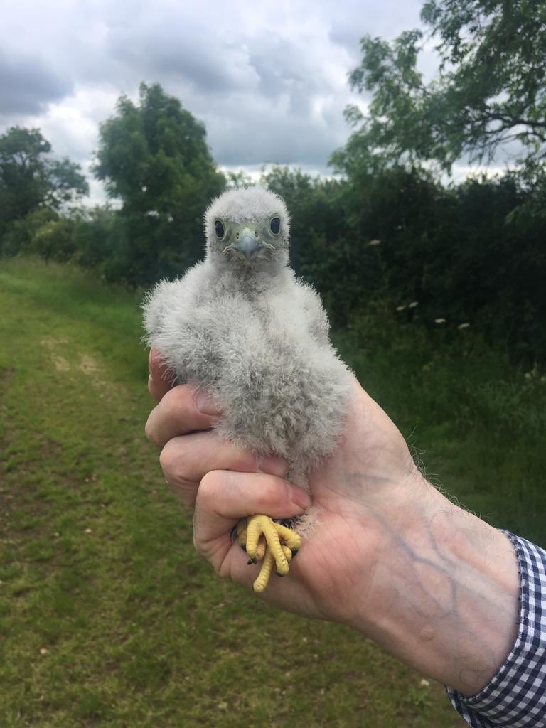 DysonFarming's tweet photo. “The results are in”our nest boxes have produced &amp; as promised here are the stats. 🦉🦉🐣🐥
61 Barn owl chicks.
18 little owl chicks.
2 Tawny owl chicks.
43 kestrel chicks.
3 Marsh Harrier chicks. 
Ringed and recorded across our farms in Lincolnshire by the amazing Barn Owl Bob. https://t.co/VBAuxGTzDz
