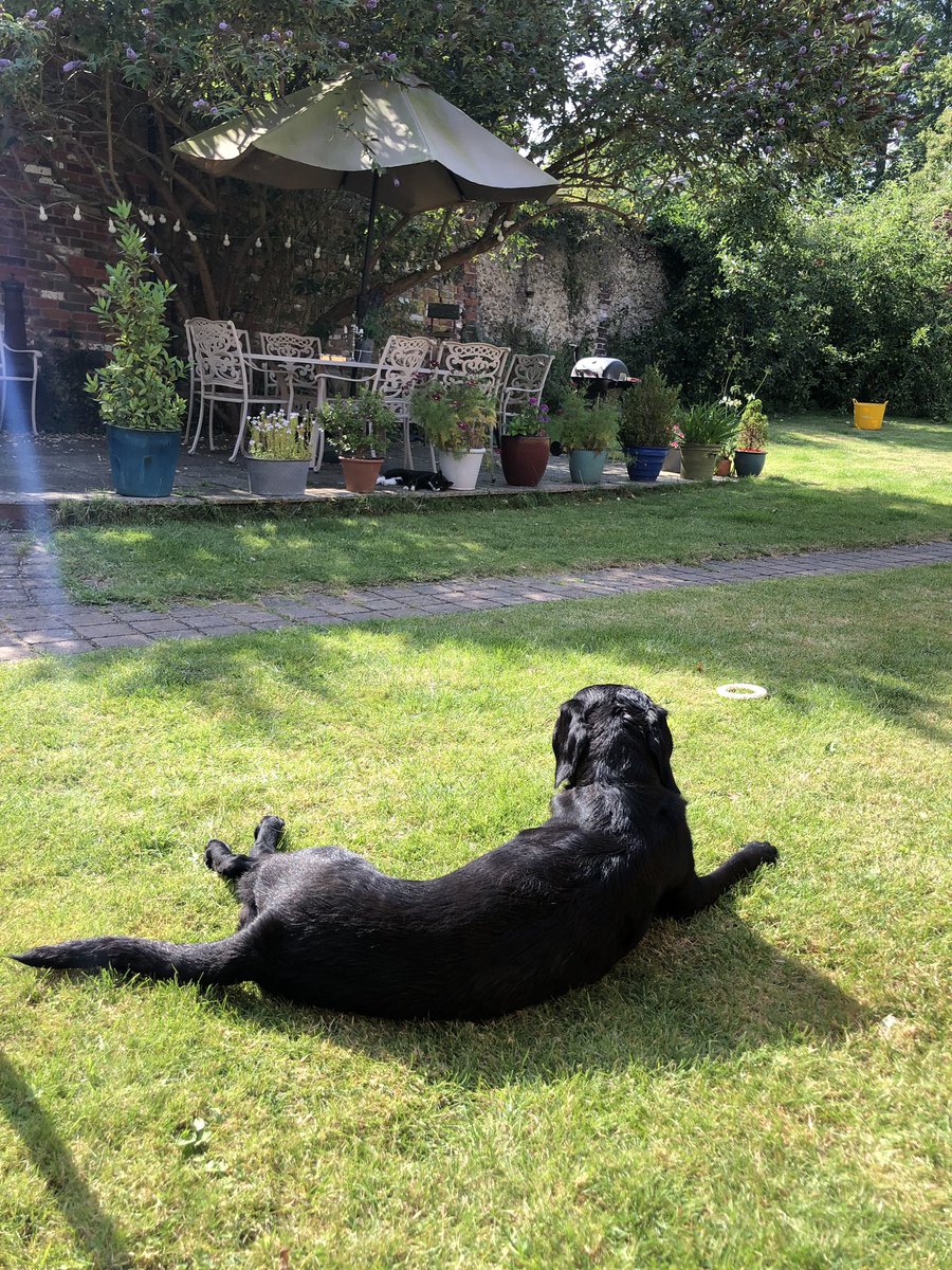 pollywalder's tweet photo. Spot the species with superior intelligence 😄☀️ 
#hottestdayonrecord #hottestdayoftheyear #mowzer #mowzercat #dogsoftwitter #CatsOfTwitter #cats #dogs https://t.co/VWERY0rmCs