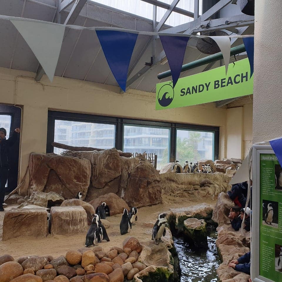 2OceansAquarium's tweet photo. Today was a special little someone's 9th birthday - Happy birthday Ayoba the African penguin! 🐧🎂🎉

#ayoba #birthday #penguin https://t.co/cpo8Bk2SNu