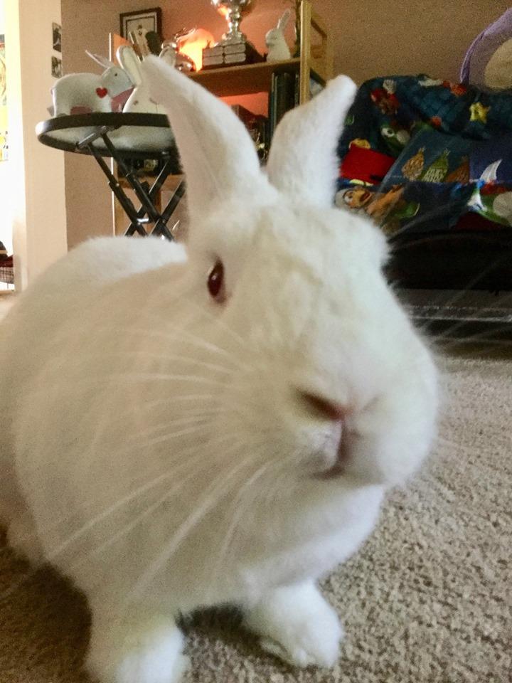 Noahpinion's tweet image. Good morning! Here is a rabbit.