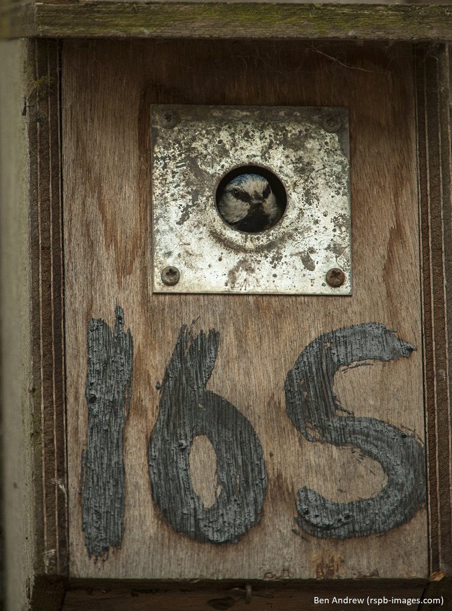 "I'm not leaving my bed unless that feeder is full!" Has your garden had any demanding guests this breeding season? #MondayMotivation