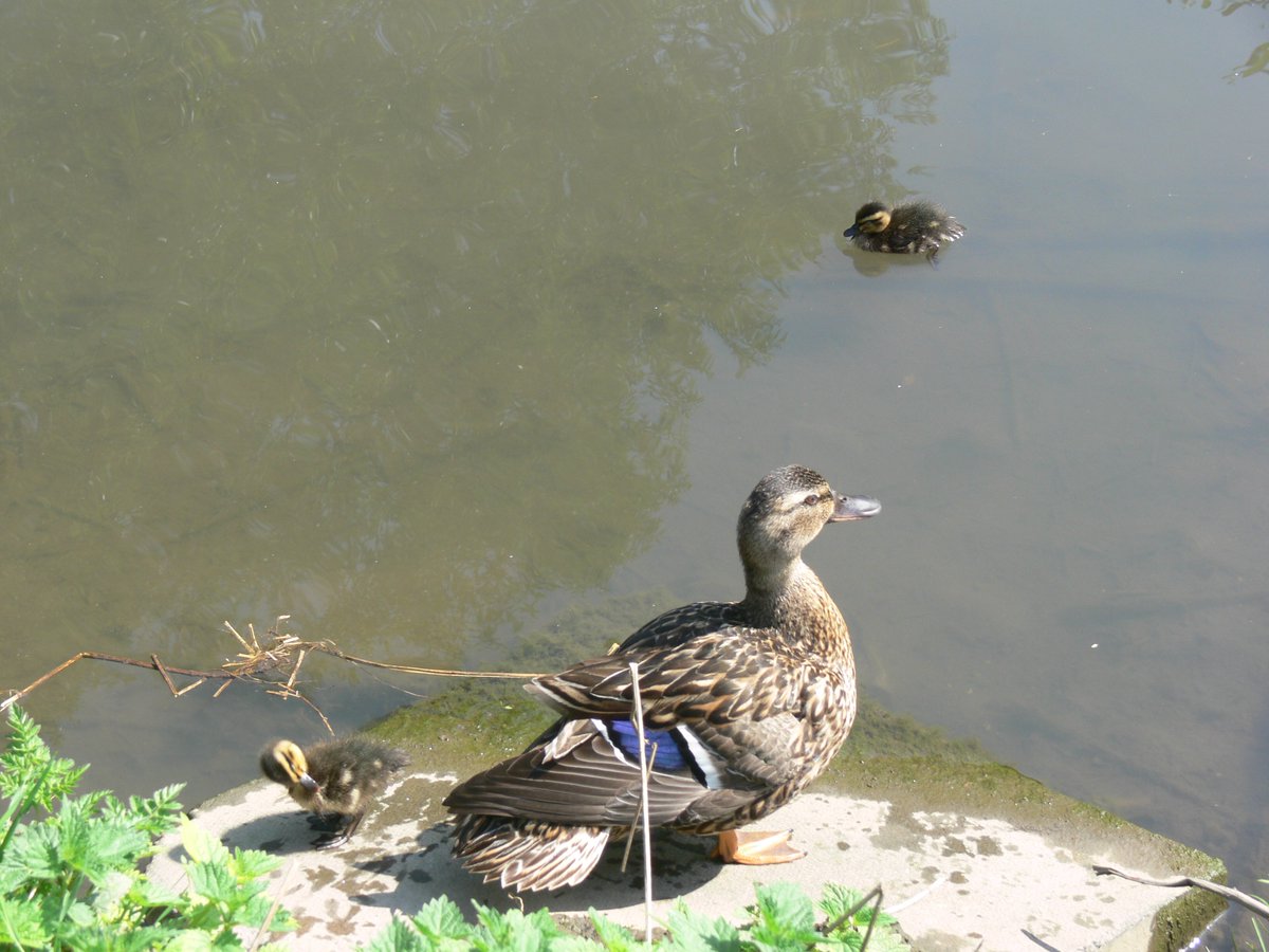 Mother keeps a watchful eye as baby ducklings take a cooling dip in today's glorious weather at Primrose Nature Reserve. #SummertimeAndTheLivingIsEasy.