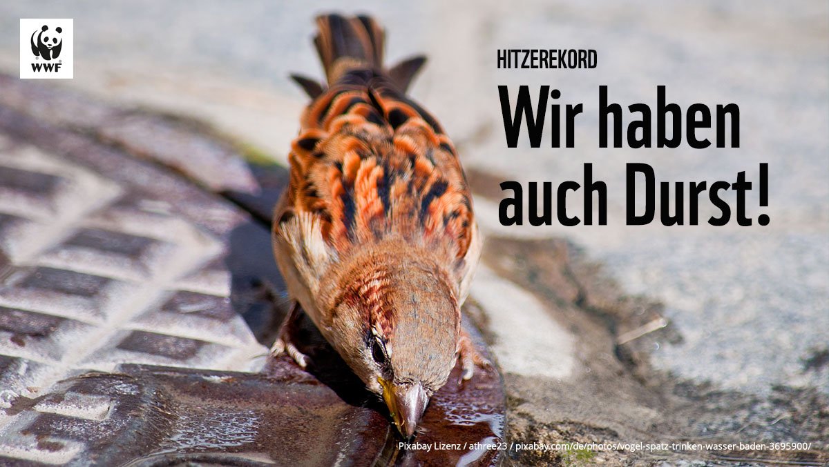 Unter der aktuellen #Hitze leiden nicht nur wir! Fünf Tipps, was jeder für Tiere und Natur tun kann: blog.wwf.de/hitze-fuer-umw… #hottestdayoftheyear #Hitzerekord