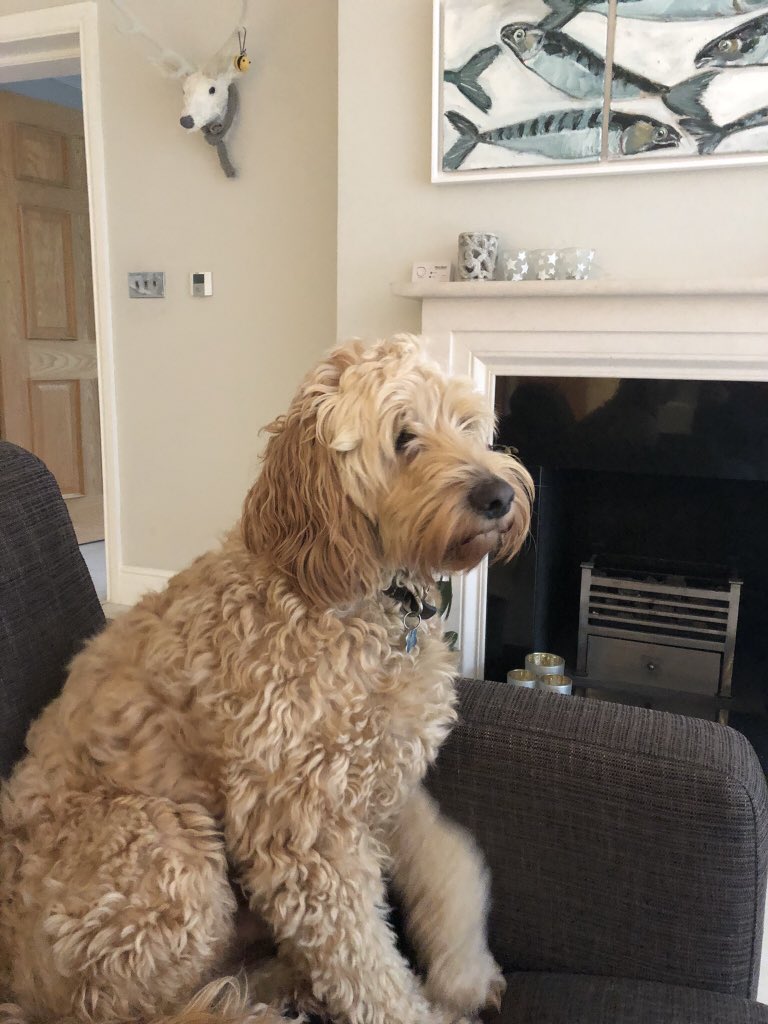 mummycuthbert's tweet photo. Gorgeous beloved Barney .. so devastating Petplan refuse to pay for his life saving treatment https://t.co/qJSdp5h5Yo