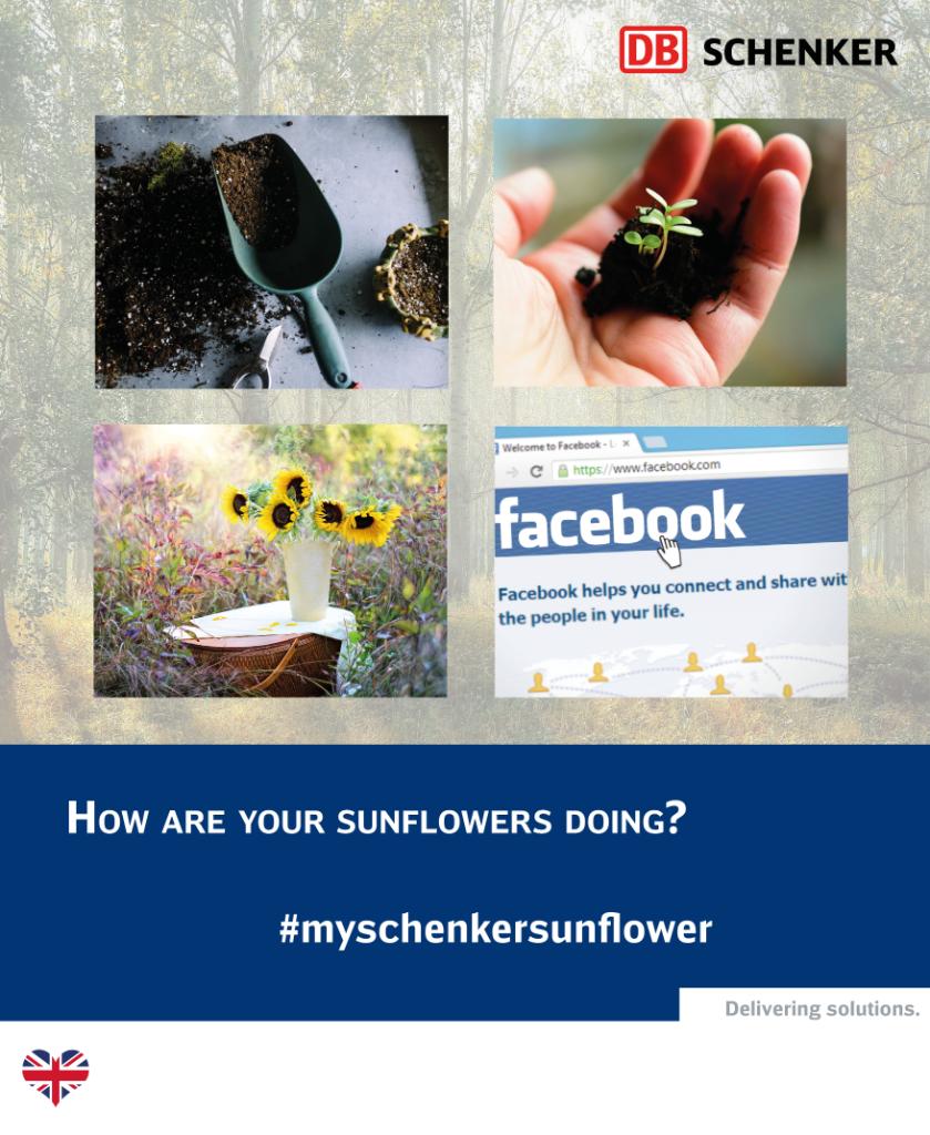 Doing our challenge? If you’re taking part, don’t forget to take a photo of your sunflower (next to a tape measure/ruler), so that we can see how tall it has grown! Post the image on Facebook and include the hashtag #myschenkersunflower  🌻 Good luck!