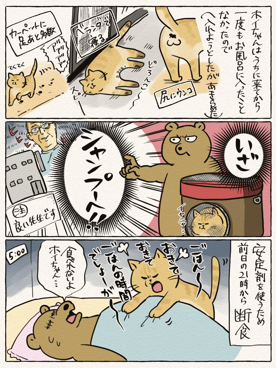 ホイちゃんがニャン生で初めてシャンプーしてきました その① 