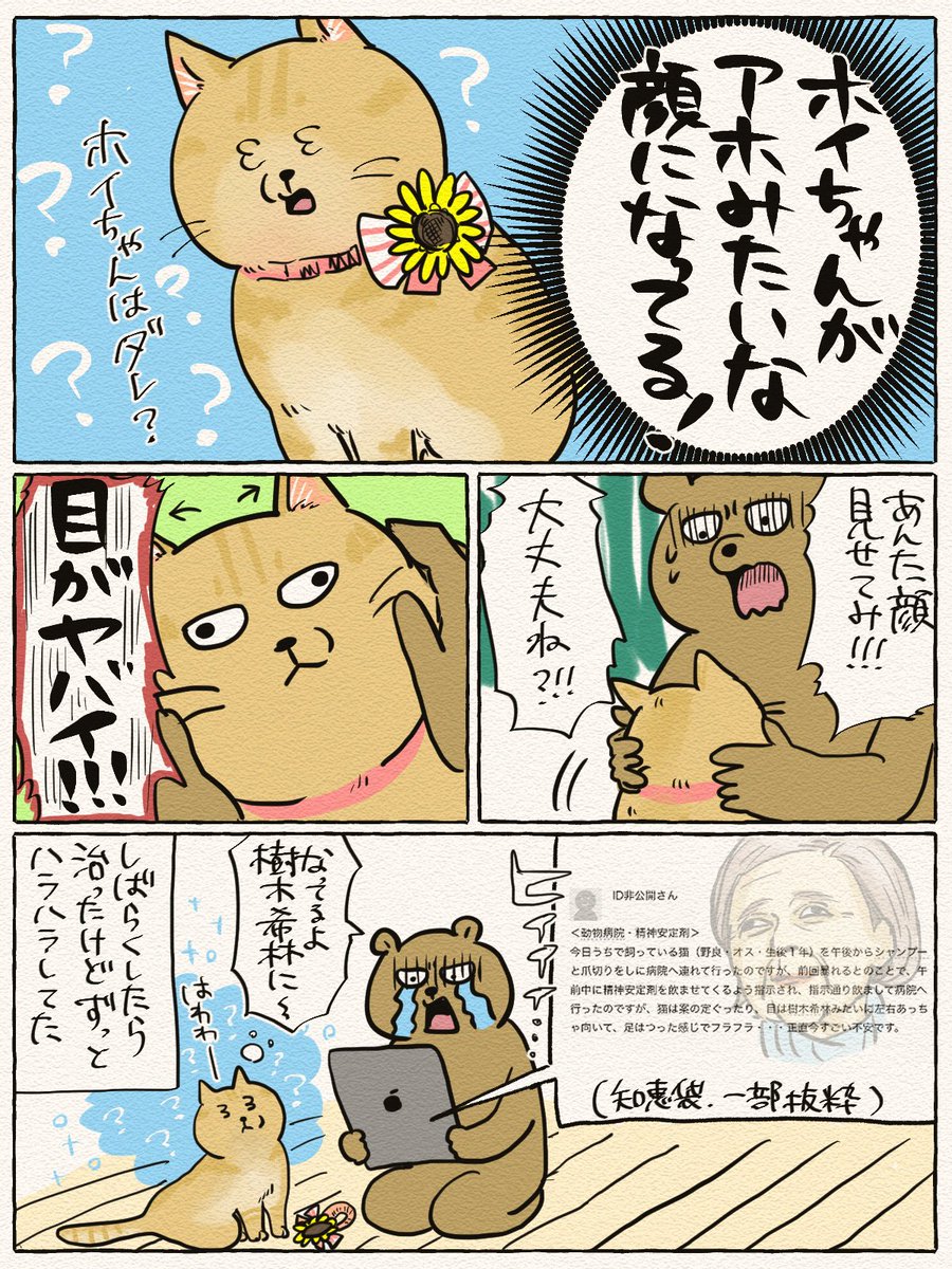 ホイちゃんがニャン生で初めてシャンプーしてきました その① 