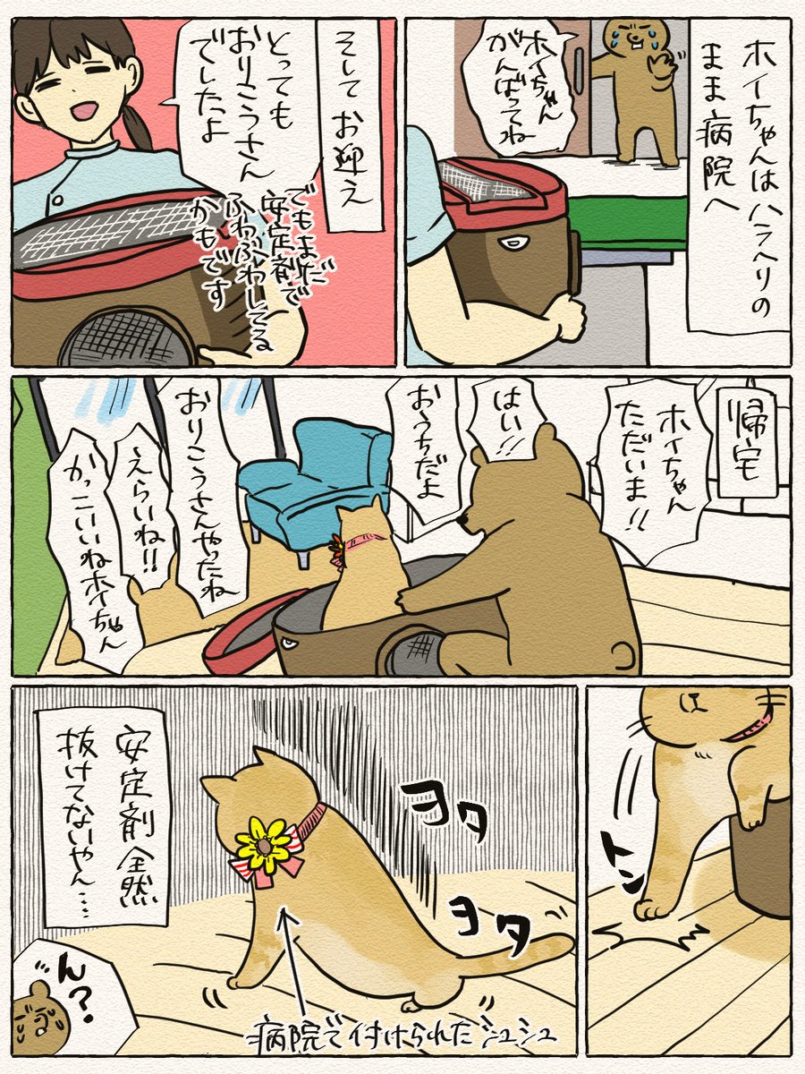 ホイちゃんがニャン生で初めてシャンプーしてきました その① 