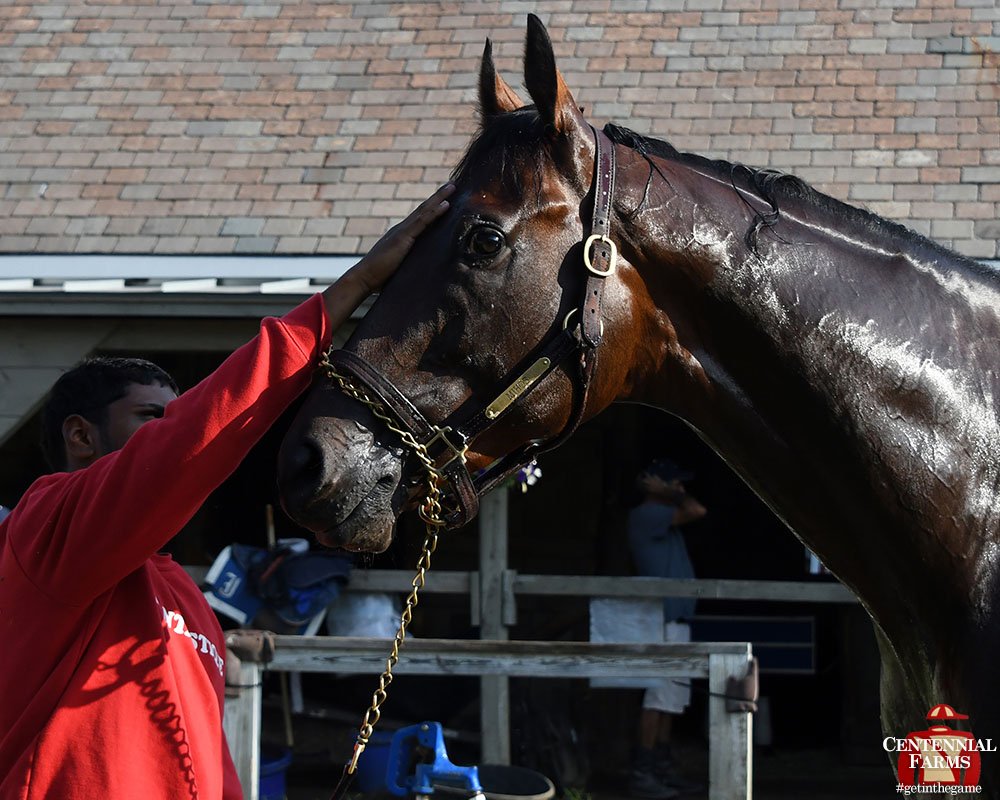 Centennial_Farm's tweet photo. Old school. Hands on. @J_JerkensRacing sent #mightyMihos  out for a 3-furlong blow out this morning as he gears up to try to pull off the upset in the G2 Jim Dandy! #Fingerscrossed for a big Saturday at #Saratoga. https://t.co/HdoQCBNEnw