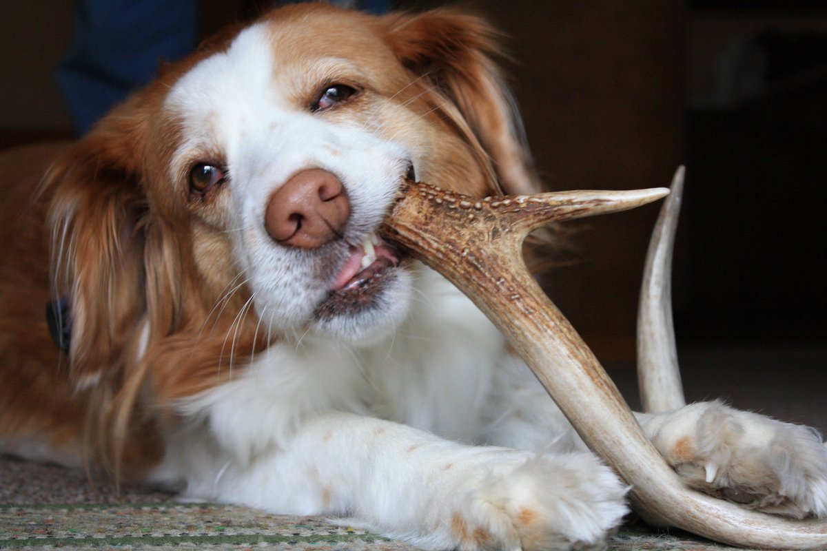 MuddyPawsPack's tweet photo. Antlers may not come in the Muddy Paws Pack but this pup sure is enjoying theirs
•
#mpp #muddypawspack #happydogs #boyt #mudriver #boballen #signuptoday https://t.co/uD0hYHZMtE