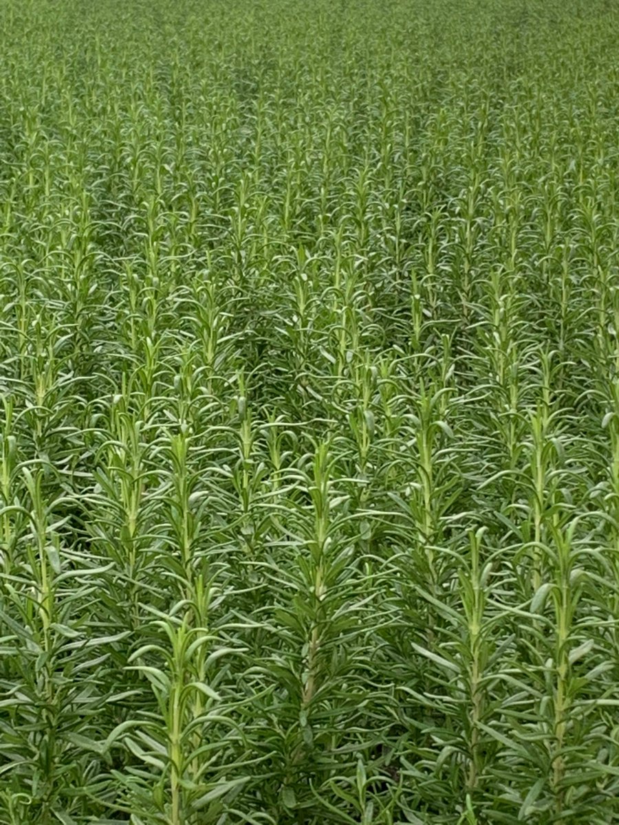 Humans used #rosemary as early as 5000 BC. We've been doing this #herb thing for a long time, that's why we take the best processes nature has to offer and supercharge them organically in our #biofarm. #thatstasty