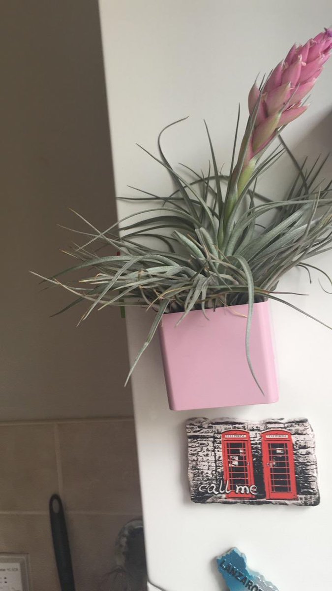 airplants02's tweet photo. Beautiful ‘Cotton Candy ‘ arrived with family members as a  house warming gift  for their new flat #airplants #houseplants @LoveTillys https://t.co/P3bSdrzRJN
