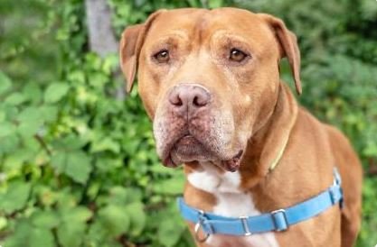 YPNseattle's tweet photo. Are you an animal lover? 🐱🐶🐰🐹 Connect with @SeattleHumane at our 10th annual #ALLYPN on August 8 and learn how you can change an animal's life: https://t.co/a5KLG66SoR

(P.S. Samson here is available for adoption! 😍 https://t.co/I80KZ88UGo) https://t.co/seRHlVrUqX