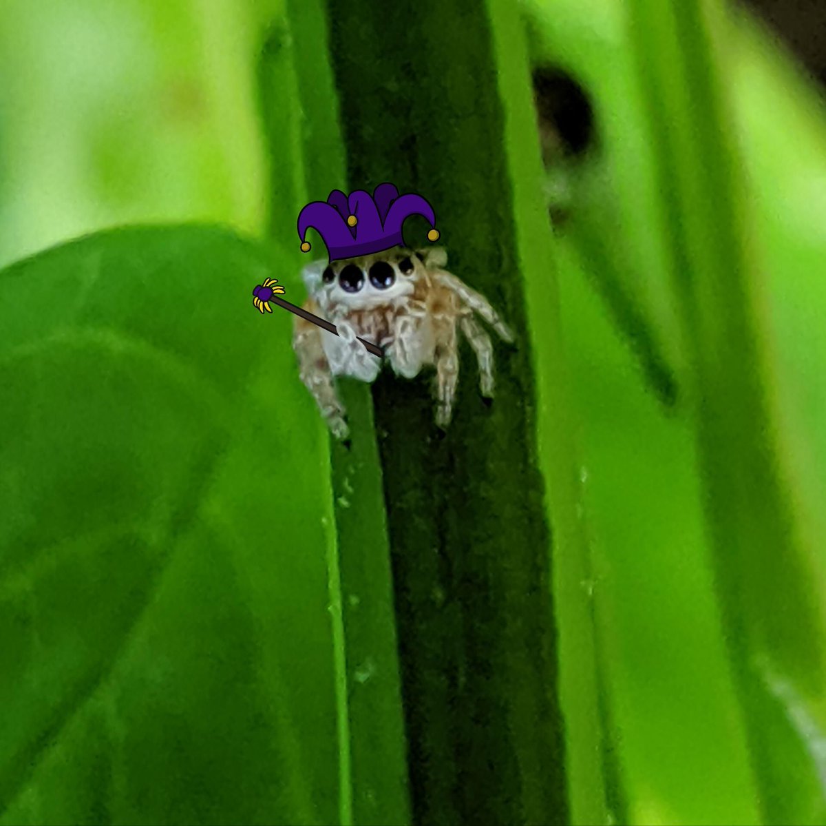 AmoebaSisters's tweet image. The #WeCreateEdu community is doing a post a day in July! Join us and discover others on the hashtag!
Day 25: &quot;Useless Talent&quot;
Well, Petunia wouldn&apos;t call it a completely useless talent per se...but she is pretty good at accessorizing spiders. 🕷️ 🎩 #SpidersinHats