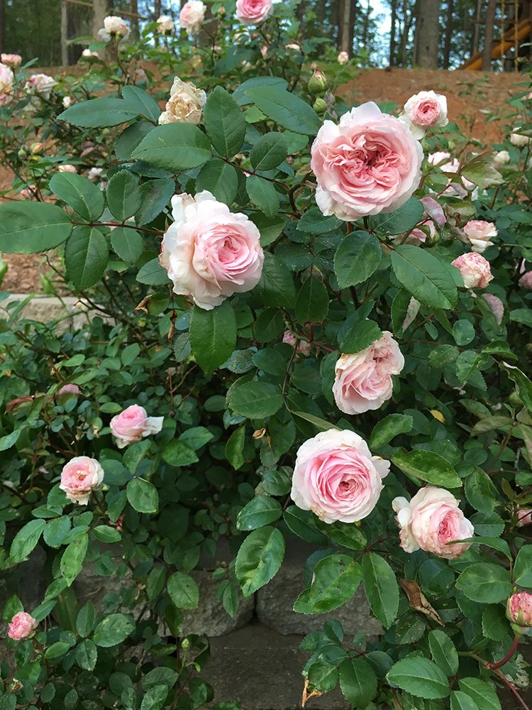 SIGardens's tweet photo. Summer gardens burst w/ blooms & memories of family. In this #Communityof Gardens story the author shares a slice of life growing up in GA: "We always had a plate of fresh tomatoes, onion, and nana peppers with dinner, or it wasn’t really dinner was it?" https://t.co/EzVsMD8yXC https://t.co/SuTUDrHlnj