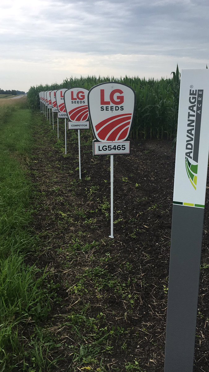 DanielOlson12's tweet photo. Another nice plot signed by Fairfax MN.  Check it out on your way to Farmfest in a couple weeks @LGSeeds @AdvantageAcre https://t.co/4GgPJjx8ka