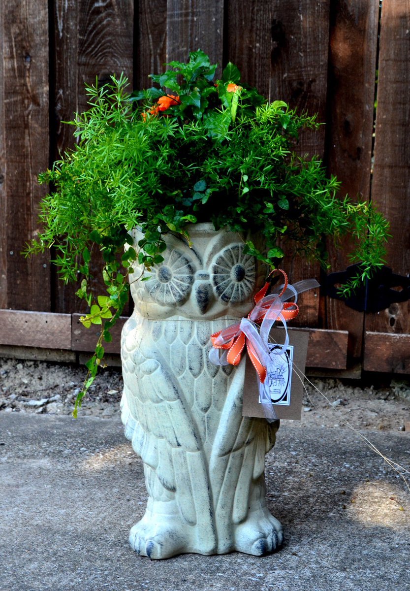 JennyTHEPotter1's tweet photo. #sharethelove
#owls
#planterfun
#asparagusfern
#foreverfriends
#birthdaylove
#allentexas
#jennythepotter
#flowerpowerf
#gardenlove
#lifewithflowers
#weallneedsun https://t.co/vDS91UrmU8