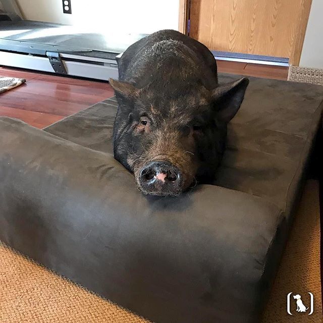 bigbarkerusa's tweet photo. We always LOVE seeing pigs enjoying the Big Barker beds!⠀
⠀
#repost @fairytailacrestherescue so awesome! 🐷💗⠀
"HarleyRose loves her bed. #harleyrose #pigbed #petpig #bigbarkerusa #therapypig #fairytailacrestherescue @bigbarkerusa #sleepypig" --> t… https://t.co/ajeDgjKah9 https://t.co/TGoKhYPcWv
