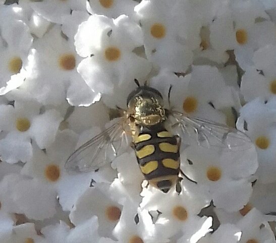 Hoverfly enjoying the buddleia #hoverflys #buddleia