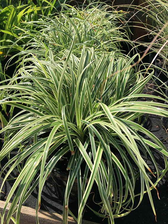 We have some brand new varieties now in stock on the website! Visit to see the new products including Molinia caerulea 'Poul Peterson', Carex concia 'Snowline', Carex Silver Sceptre and Pennisetum 'Fairy tails'