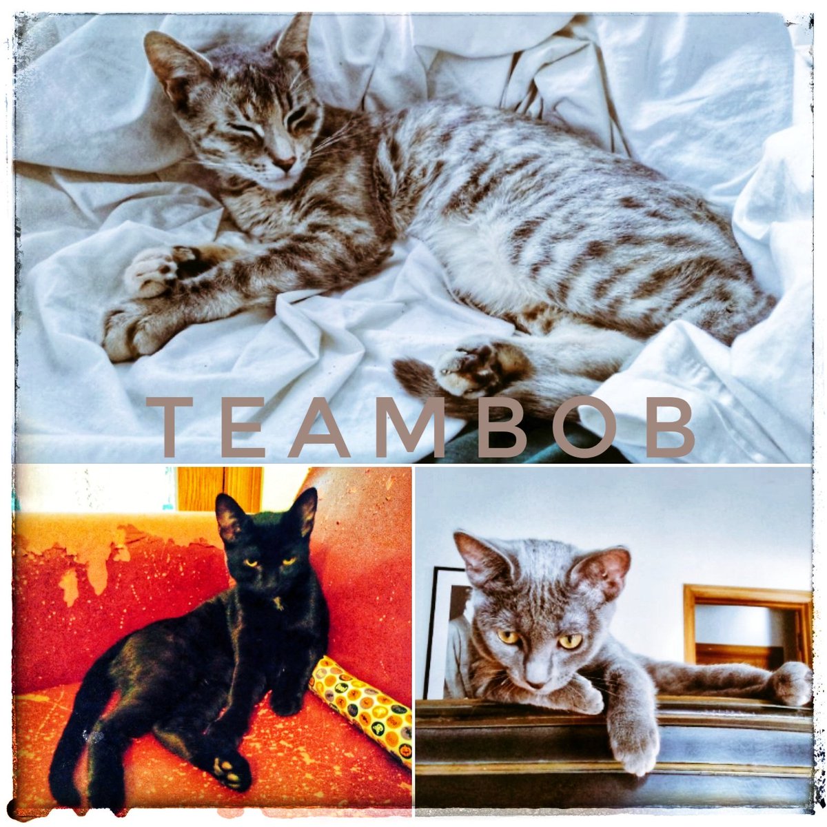 TeamBobFamily's tweet photo. π¨Please Helpπ¨
If you don't like donating to #paypal
Instead consider buying a #photo of #art to help my family save our home https://t.co/R7Ukc6AYmq
Or become a https://t.co/zljcHsThQh
Or even donate just 1$ to https://t.co/3tE6aluxfC and help #MakeADifference
Thank Youπ https://t.co/SGDgBI4btq
