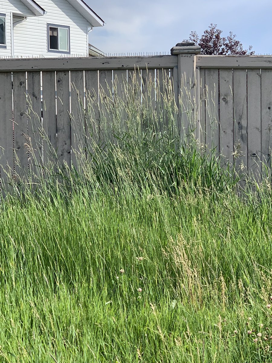 cdnkiwi44's tweet photo. @311calgary  multiple requests have been submitted due to no mowing at the Taradale offleash park. Grass officially 6ft tall!!! No response. Not ok! https://t.co/Em93wXUrpQ