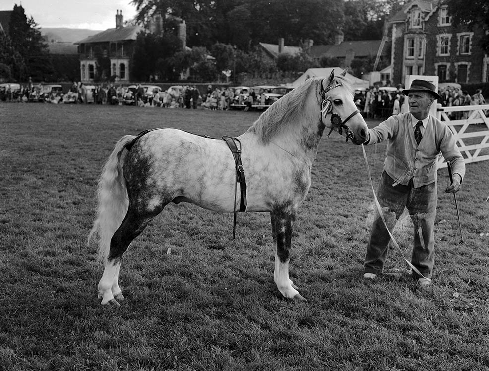 Sioe Gogledd Brycheiniog 1954 yn Llanfair ym Muallt #darganfod #GeoffCharles #sioefrenhinolcymru
@royalwelshshow