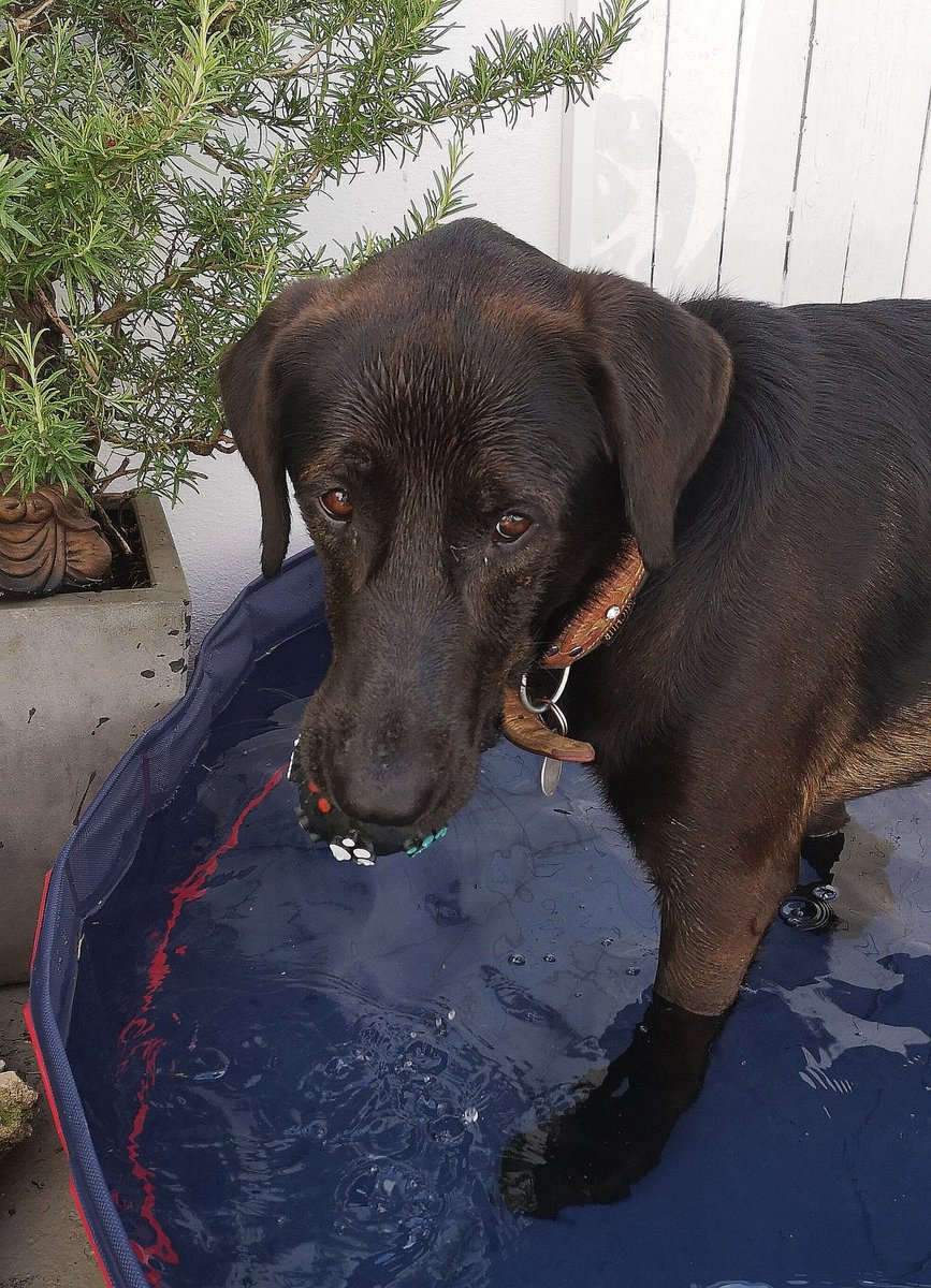 iiMAUSii's tweet photo. 🌞🐾Jo, im #Pool ⛲oder auf kalten Fliesen ist die #Hitze gut auszuhalten. Einfach nur #existieren. Können #Menschen das überhaupt?🐾
🥛🥛🥤🥤☕🥤💕🥤☕🥤🥤🥛🥛 https://t.co/DzBjvGExUm