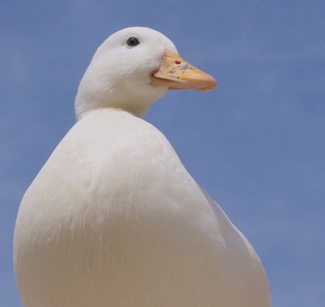 Duck Of The Day tweet media