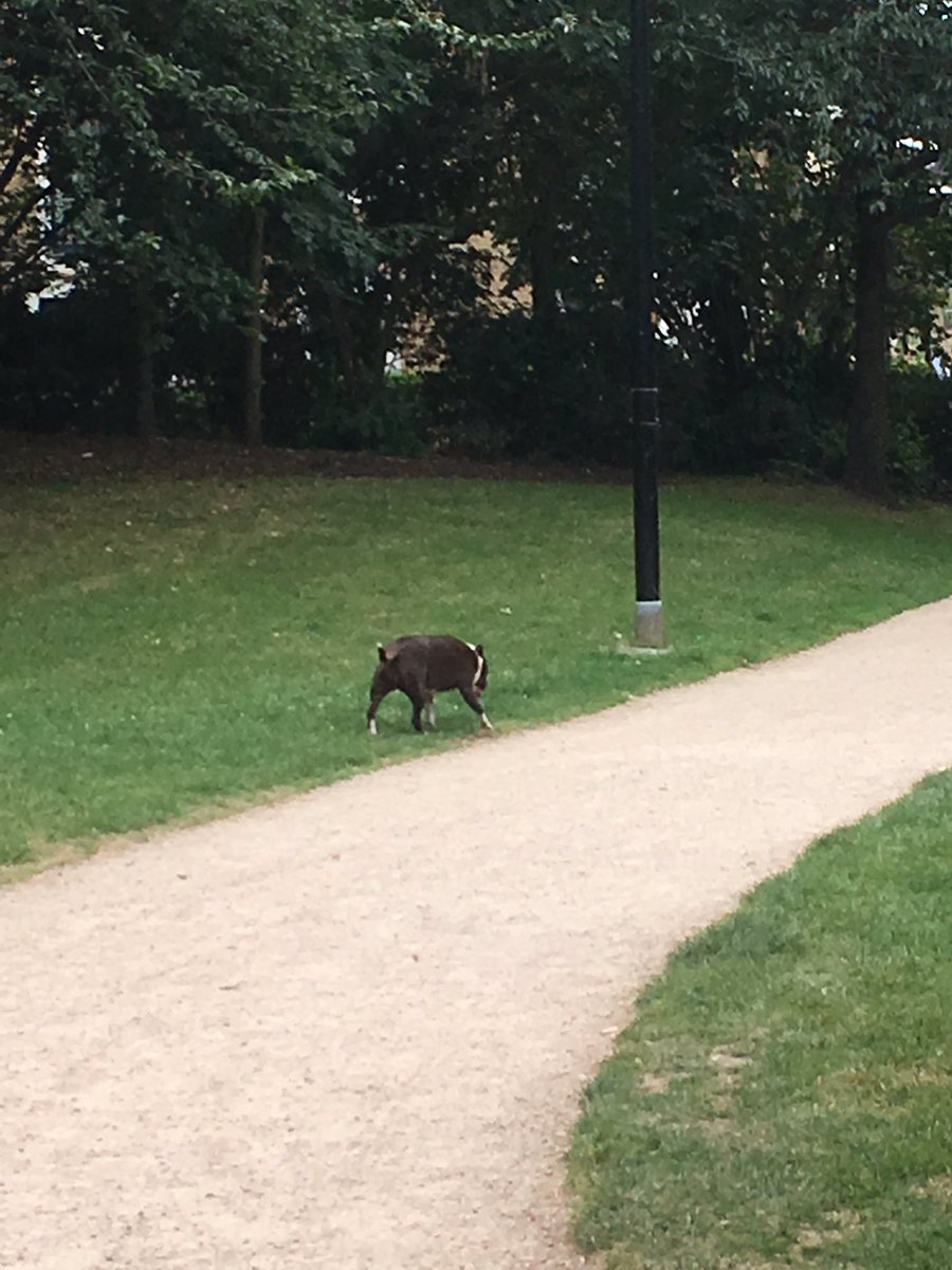 There’s a dog with a pink collar on Albatross Way just walking about with no owner. Is it lost? RT!