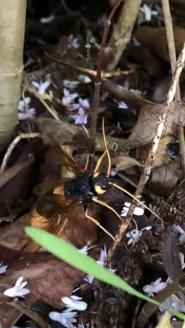 itsCoffeeGround's tweet photo. Anybody know what this beastie is? Between 2 and 3 cm long? https://t.co/MGf7JQOwOQ