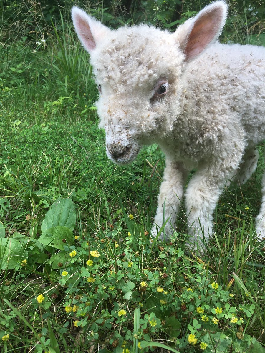 Miss Finn says eat your greens! It helps you grow big and strong!  
 #FindYourPark #NPS