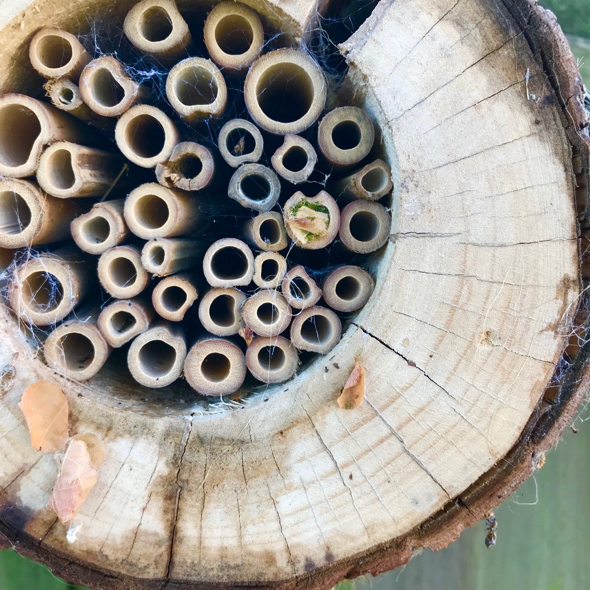 BuzzyBeeColl's tweet photo. We have the first inhabitant of our own pollinating bee log, yay! You can get yours from our shop here: #buzzybeecollectibles #bees 

https://t.co/Y0SN6aX9q4 https://t.co/ybMdVzyXaS