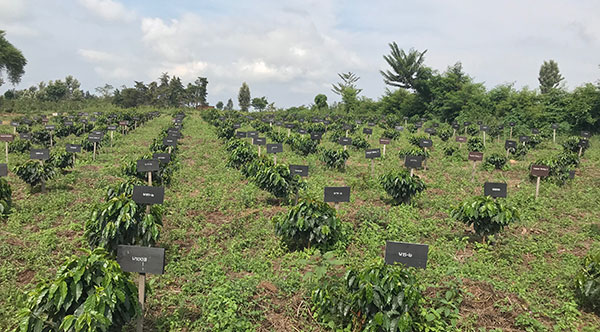 GCRmag's tweet photo. A new @WCoffeeResearch #coffee #BreedingHub in East #Africa is using advanced breeding approaches to help combat #lowyields, #climatechange, and #coffeedisease. https://t.co/iyD8bIHt6z https://t.co/srveIRAmJU