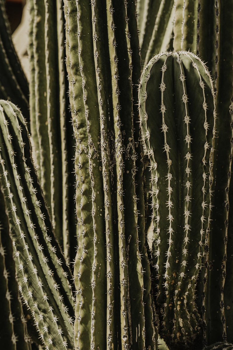 jodicockrell's tweet photo. A wallpaper for all you cacti lovers. Took this in Cabo, currently wishing I was back there. 🌵 https://t.co/H1Zs6s3QOB