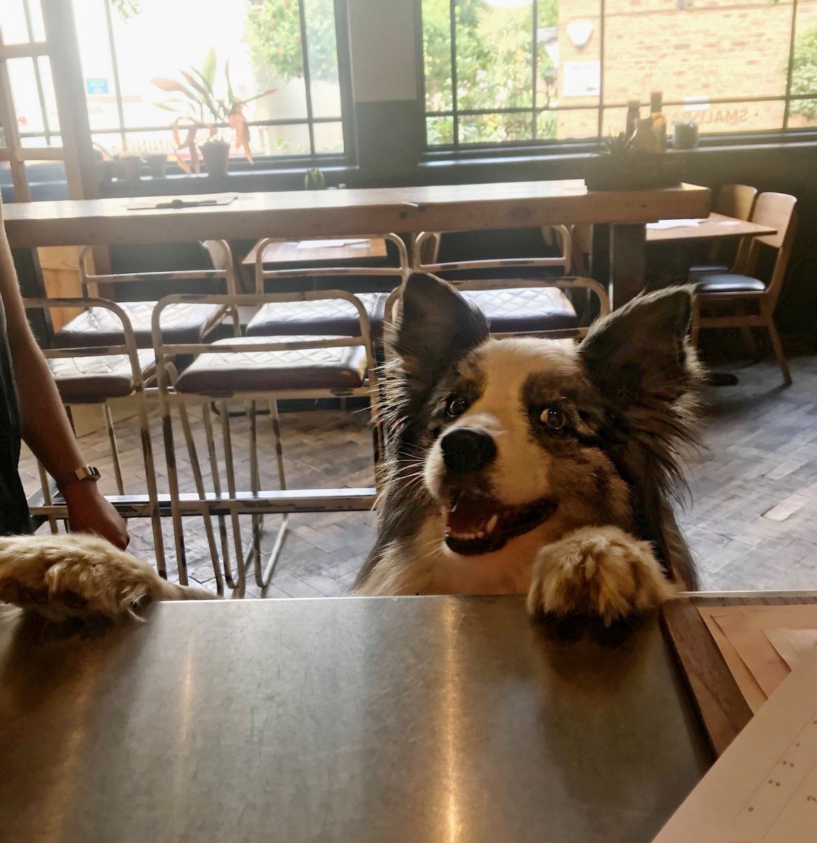 tap_tavern's tweet photo. If you are trying to get the bartenders attention, it's working... Meet Sky, our special furry friend who loves smiling and lots of bribery treats (how do you think we made this photo happen). 🐶

#DogsofTT #petfriendlypub #taptavern #richmondtaptavern #richmondpub https://t.co/u5My00t6pk