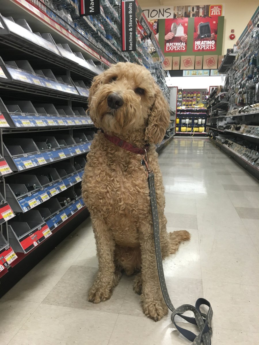 It's HOT out!  Just a reminder to not leave pets in a warm car! We're pet friendly here, so bring pup in for a shop! :) 

#kamloopshomehardware #homehardware #hereshow #hotdog #summer #petfriendlyshopping #kamloops #yka #petfriendly #love #shopping #hardware #garden