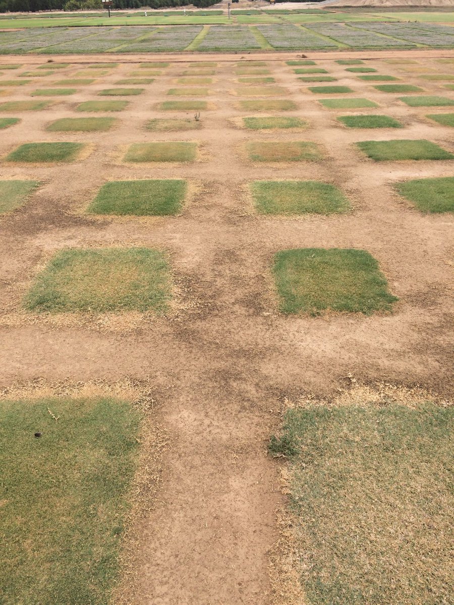 FLRECturf's tweet image. After 2 months of 30%ET replacement honorable mentions on the ⁦@USGA⁩ NTEP go to Tahoma 31, UCR 17-8, Dog Tuff and TifTuf