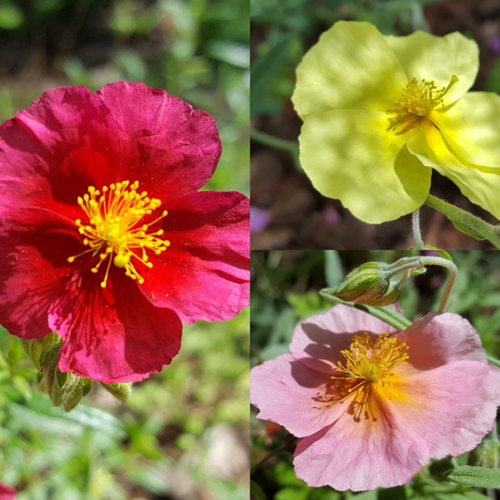 Plantheritage's tweet photo. A real sun lover for the #hottestdayoftheyear Helianthemum is Latin for Sun Flower. Currently highlighted in our #MissingGenera campaign as we have no National Plant Collection for this genus - could you handle the heat? https://t.co/PX3KDfaAKk #garden #conservation #plants https://t.co/yJBxboQ5VZ