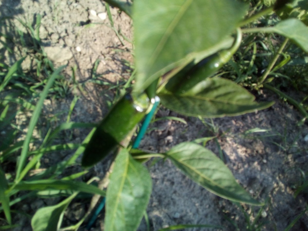 1stsensephotos's tweet image. #besides #photography #gardening is my other #passion. 

#garden #gardens #GardenersWorld #gardeningtips #gardener #gardeners #green #jalapeno #peppers #Cucumber #sunflower #sunflowers #veggies #vegetables #summer #summertime